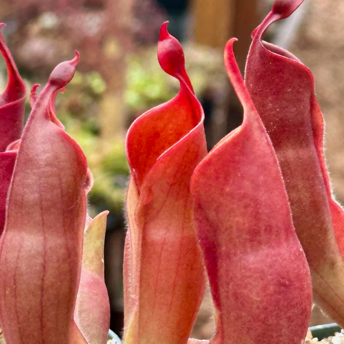 Heliamphora sarracenioides x minor Black Burgandy