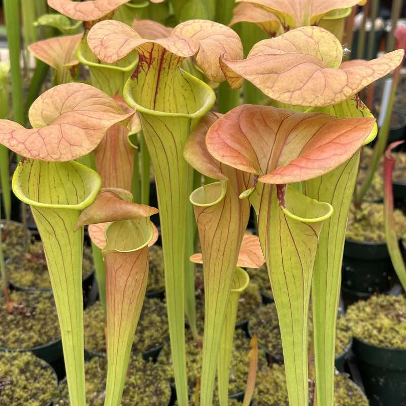Sarracenia oreophila x flava cuprea