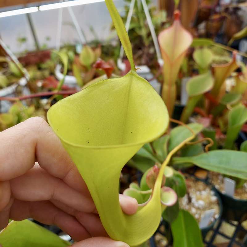Nepenthes inermis (Rooted Cutting)