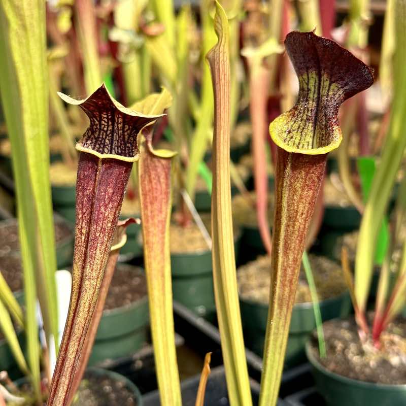 Sarracenia alata Night x Leah Wilkerson (Seed Grown)