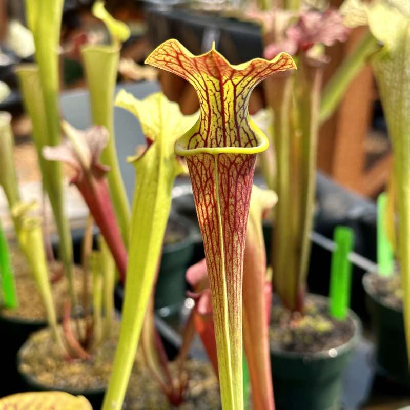 Sarracenia alata Night x Towering Inferno (Seed Grown)