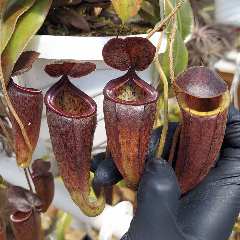 Nepenthes glandulifera x tenuis (Rooted Cutting)