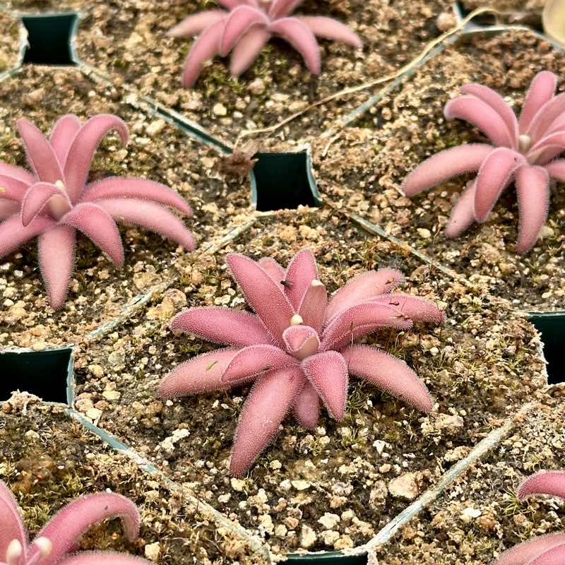 Pinguicula agnata x gypsicola