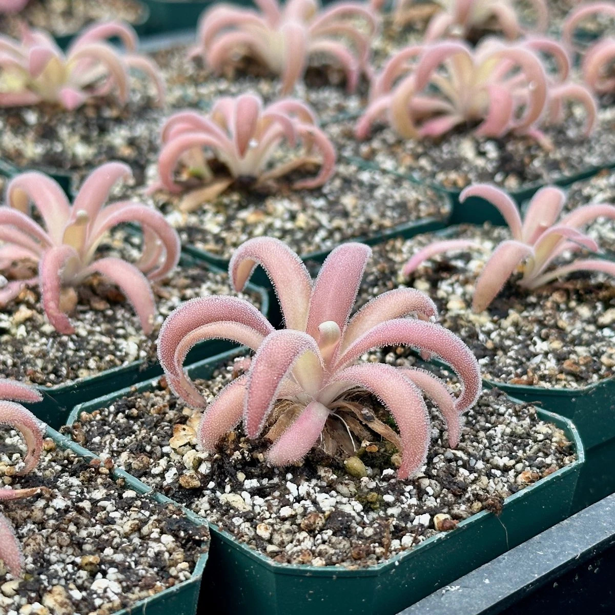 Pinguicula agnata x gypsicola