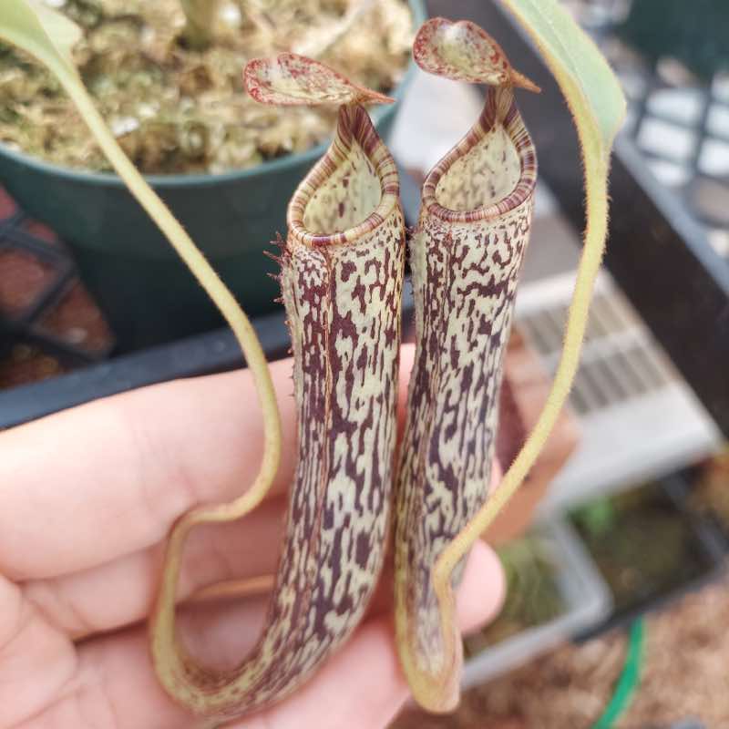 Nepenthes vogelii (Rooted Cutting)