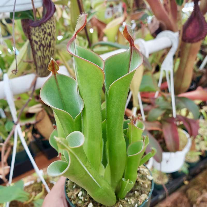 heliamphora unchnata × parva AW Heliamphora puchella x minor for Sale