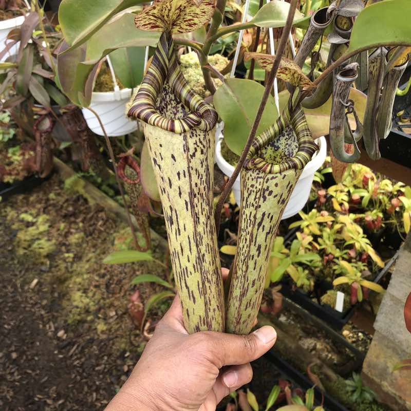 Nepenthes truncata x  vogelii, EP (Rooted Cutting)