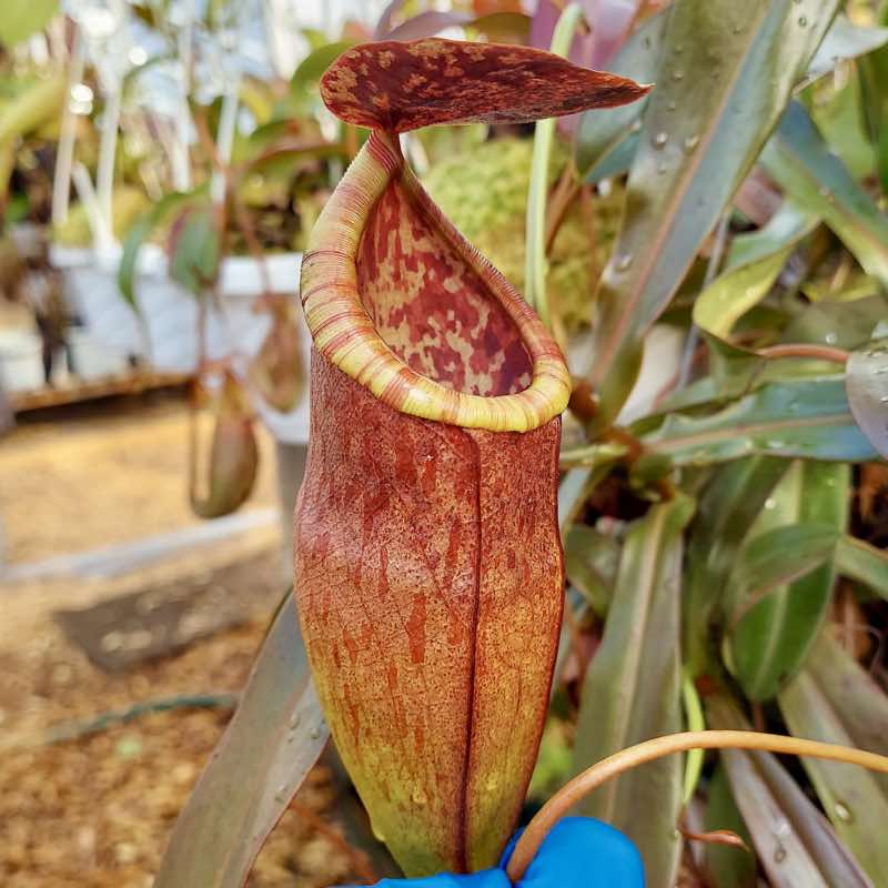 Nepenthes eustachya x  tenuis (Rooted Cutting)