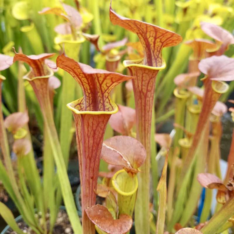 Sarracenia flava Dashiel Penfield