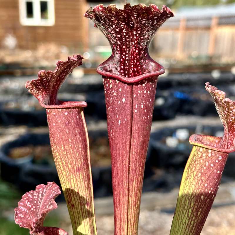 Sarracenia Fukada