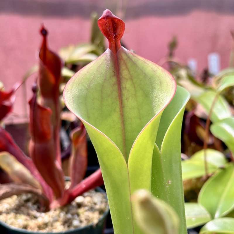 Heliamphora parva x Godzilla for Sale