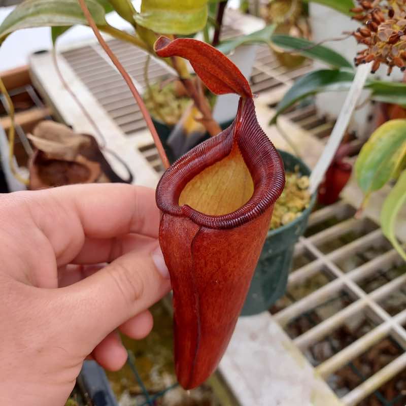 Nepenthes dubia x Deaniana (Rooted Cutting)