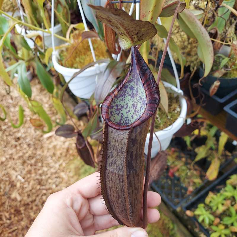 Nepenthes ramispina x spectabilis (Rooted Cutting)