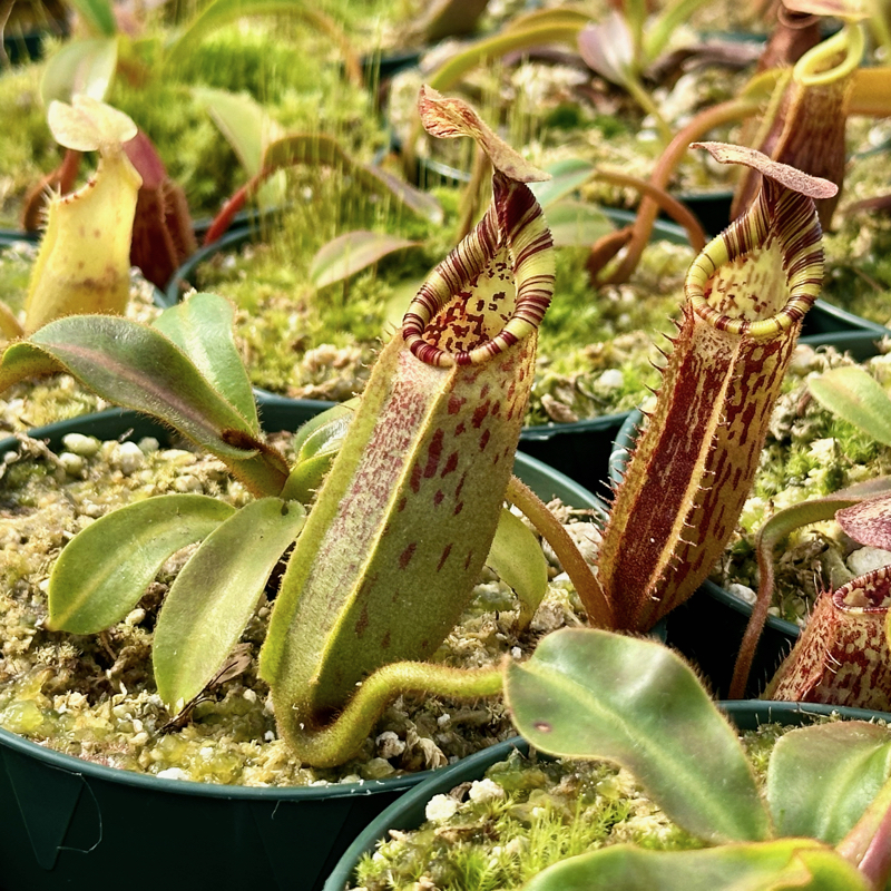 Nepenthes (lowii x tiveyi) x (mollis x veitchii) (Seed Grown)