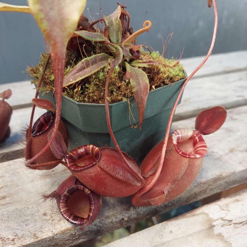 Nepenthes Black Miracle Hybrid for Sale. Grow Carnivorous Plants!