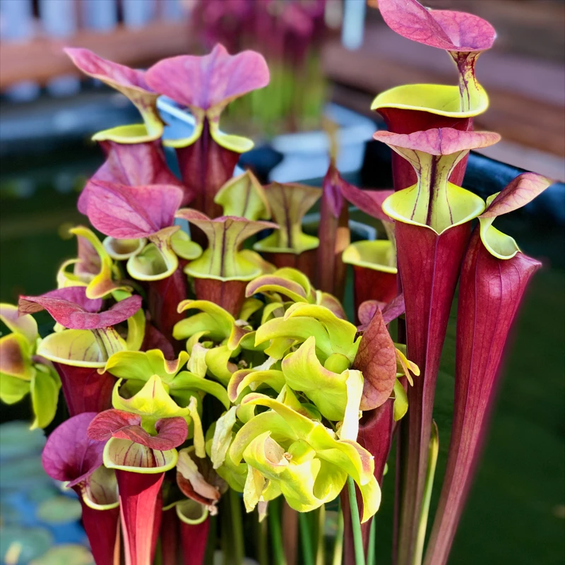 Sarracenia flava atropurpurea Waccamaw