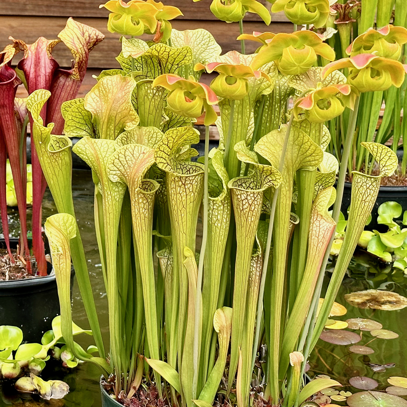 Sarracenia Fancy Fish