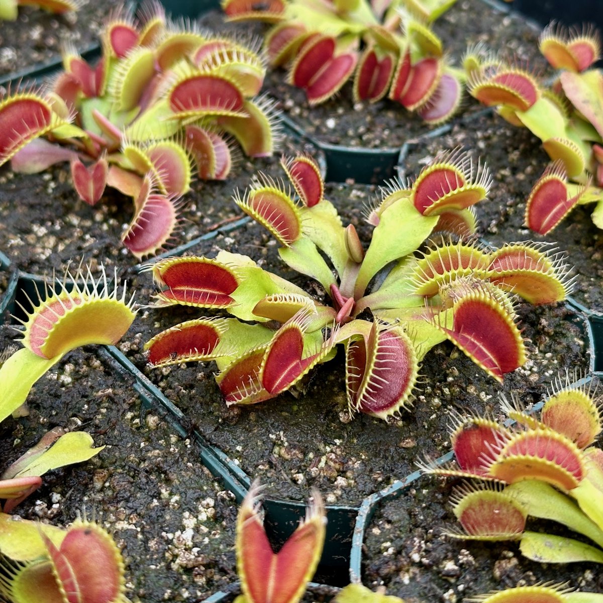 Big Mouth Flytrap for Sale. Grow Carnivorous Plants!
