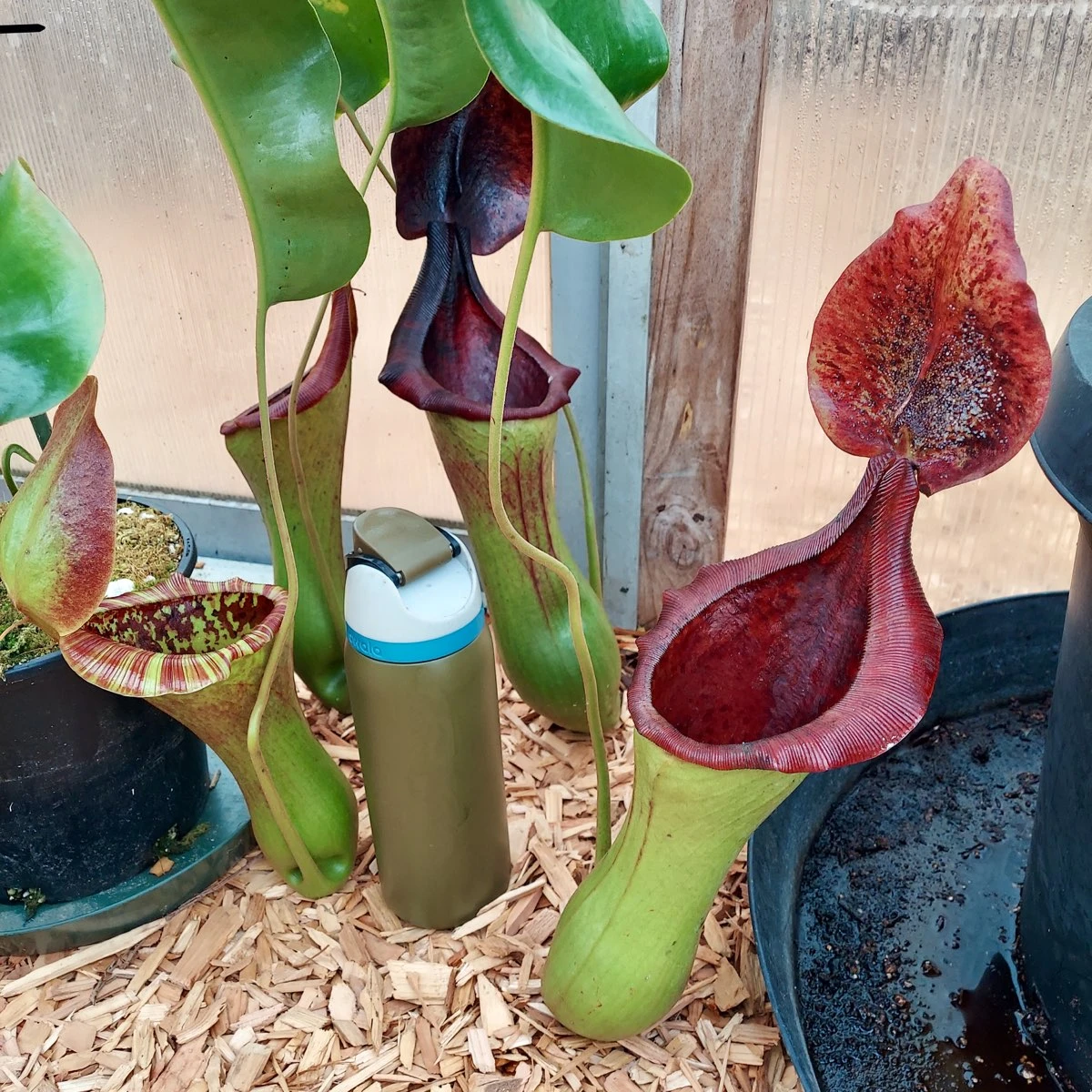 Nepenthes lowii x truncata, Female (Rooted Cutting)