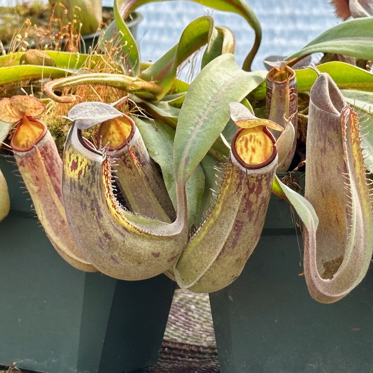 Nepenthes albomarginata Kuching Spotted