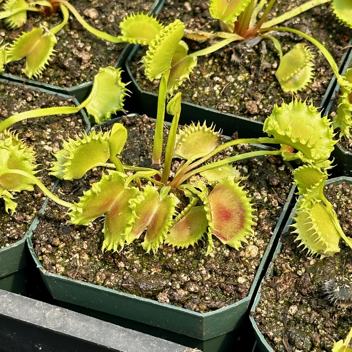 Chinese Dumpling Venus Flytrap