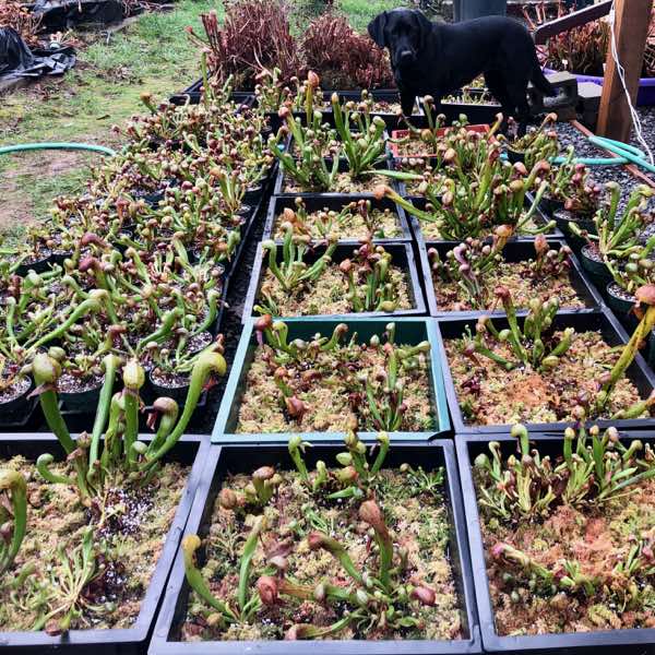 Dividing Darlingtonia Colonies