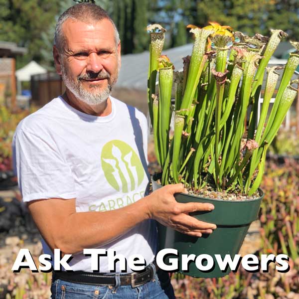 Q/A #148 - Something Eating Sarracenia Rhizomes
