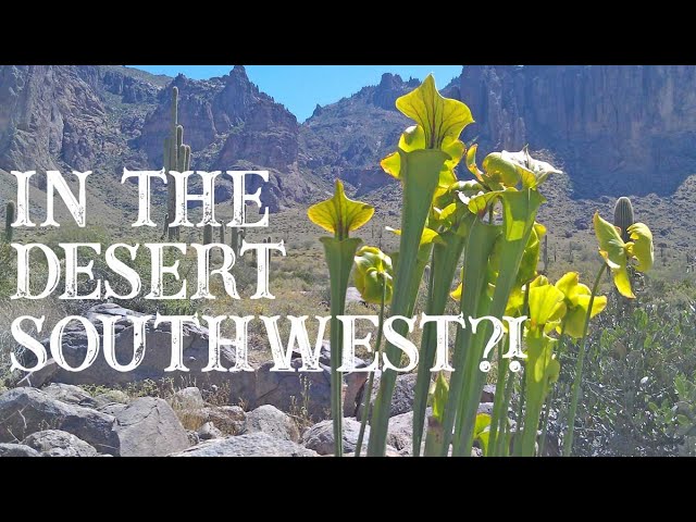 Growing Sarracenia and Flytraps in the Desert Southwest