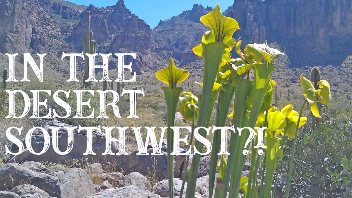 Growing Sarracenia and Venus Flytraps in the Desert Southwest