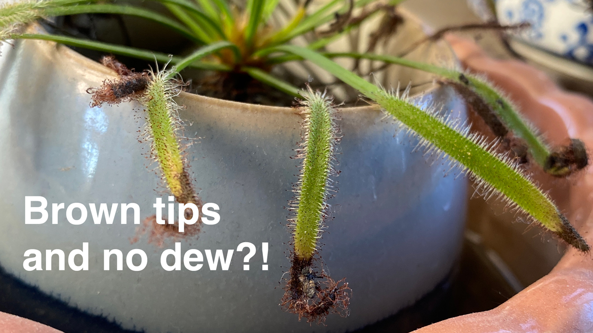 Troubleshooting a Struggling Sundew