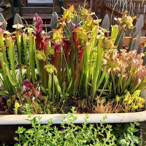New Crop of Outdoor Perennials Coming in April!