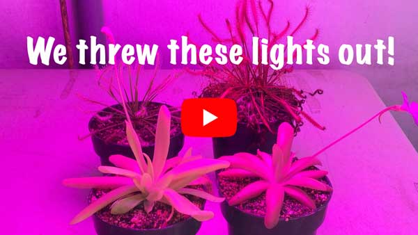 LED Lights for Tropical Carnivorous Plants