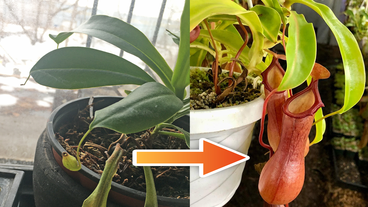 Q/A #156 - Revitalizing a Pitcherless Nepenthes