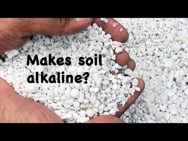 Is Perlite Safe for Carnivorous Plants?