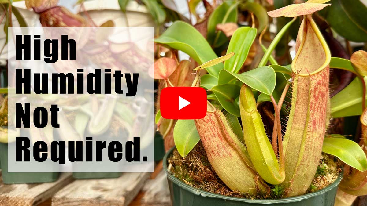 The Humidity Myth, Part 1: Your Nepenthes Doesn't Need a Rainforest