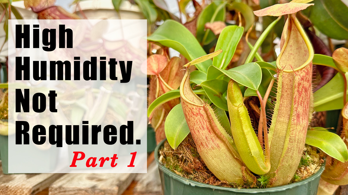 The Humidity Myth, Part 1: Your Nepenthes Doesn't Need a Rainforest