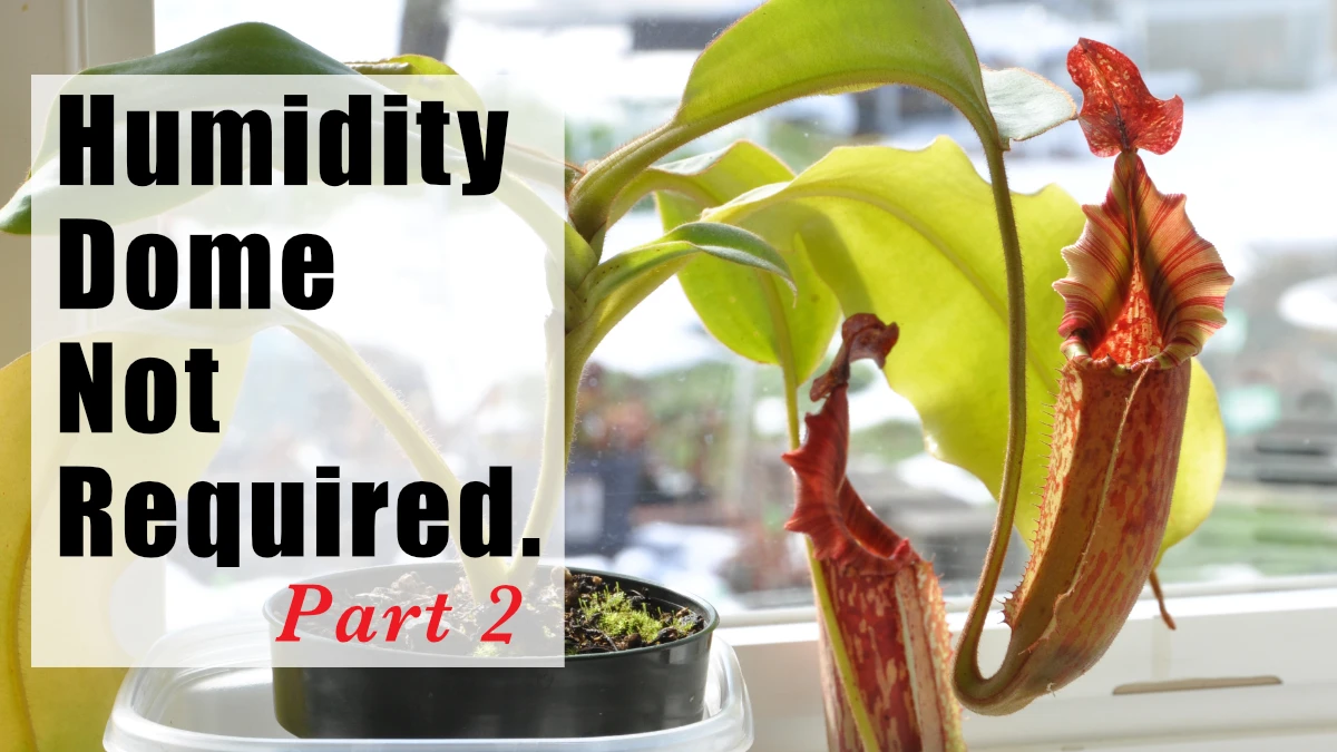 Q/A #161 - Do Nepenthes Need a Humidity Dome? The Humidity Myth, Part 2