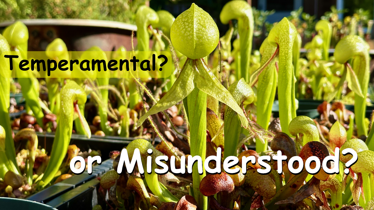 Darlingtonia and the Cool Root Myth - COMING SOON!