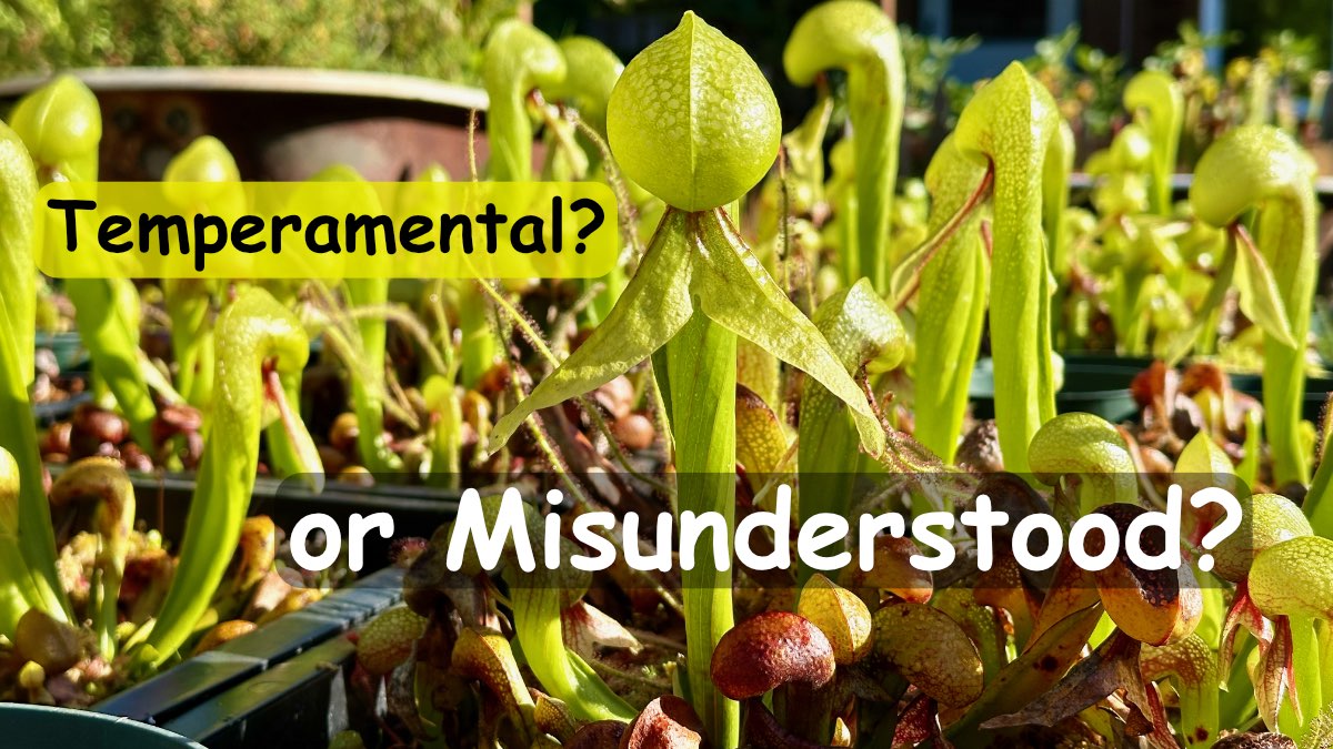 Darlingtonia and the "Cool Roots" Myth