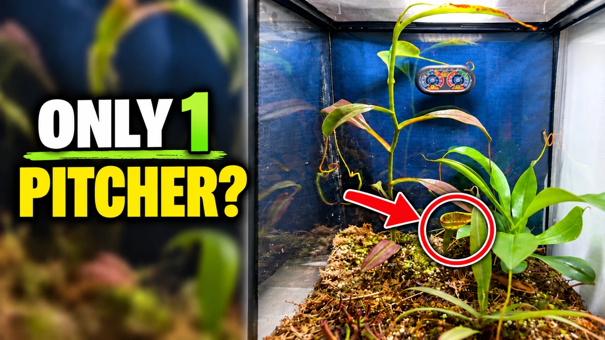 3 Nepenthes in a Terrarium: Why Is There Only 1 Pitcher?
