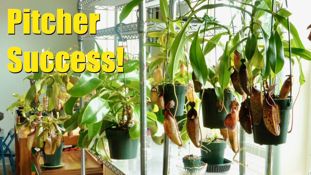 Troubleshooting a Pitcherless Nepenthes