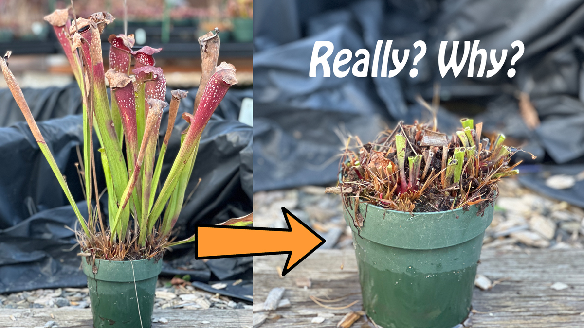 Trim All Sarracenia Pitchers in Late Winter