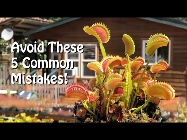 5 Common Growing Mistakes with Venus Flytraps