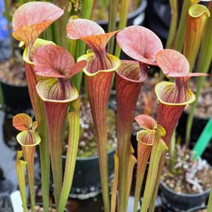 Sarracenia 