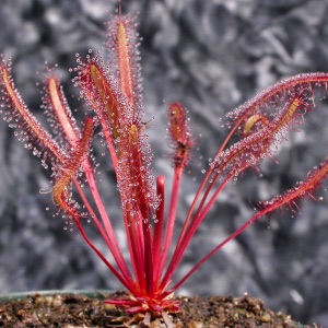 Drosera: Tropical Sundews