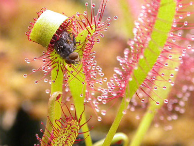 sundew plant