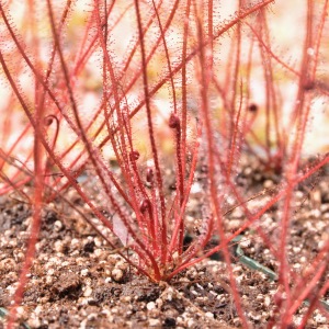 Drosera filiformis floridana