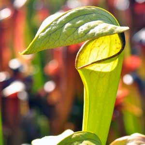 Sarracenia