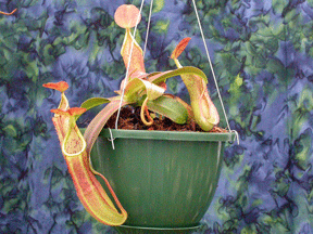 Nepenthes sanguinea