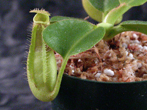 Nepenthes truncata